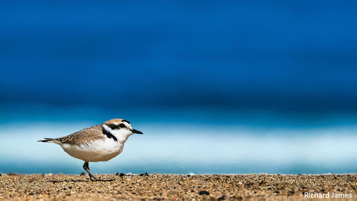 Photo of a snowy plover walking along the shoreline with the ocean in the background.